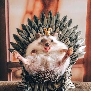 Meet your Posher, Gregory